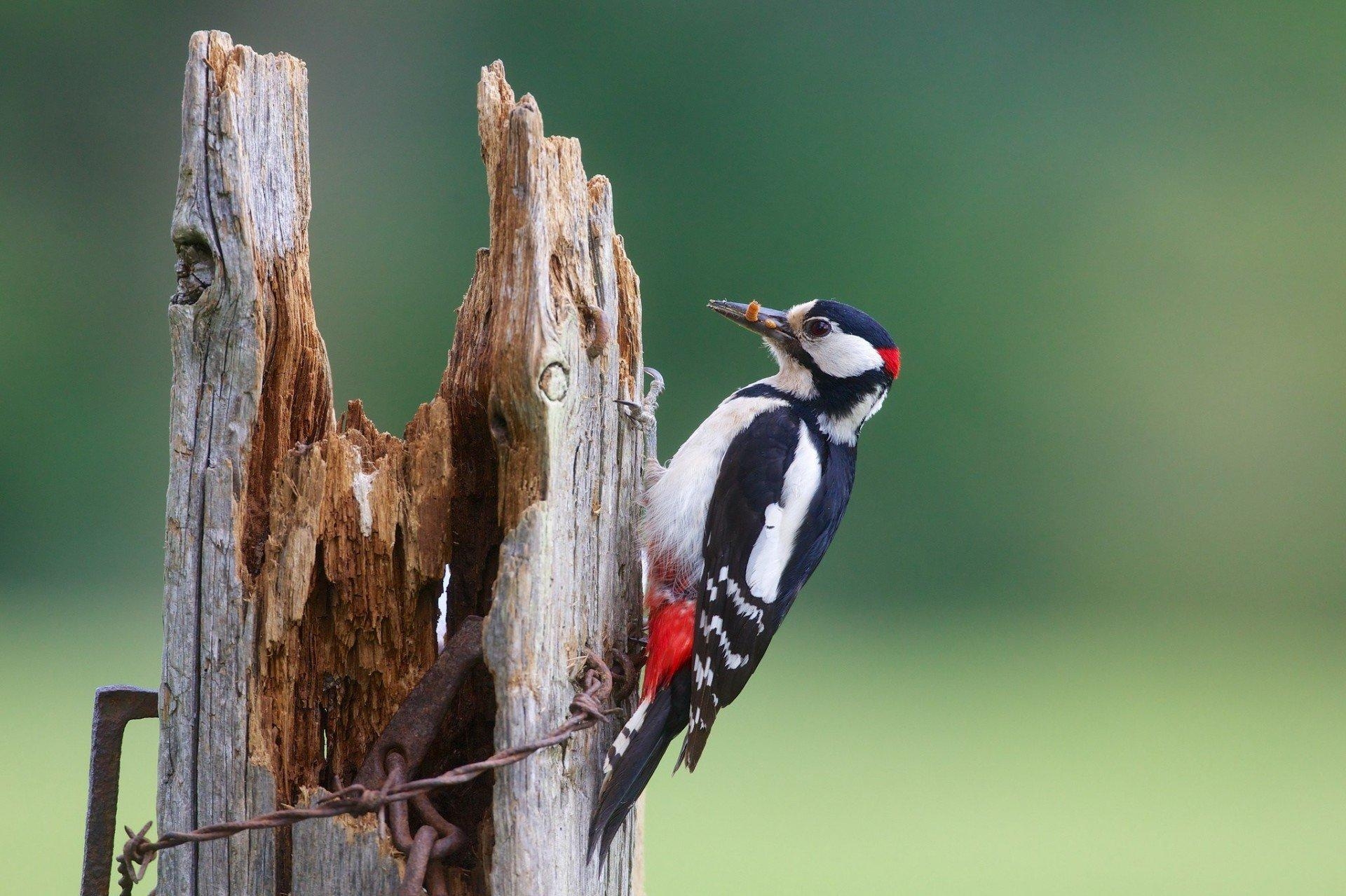 1920x1280 Woodpecker Wallpaper 7 X 1279, Desktop