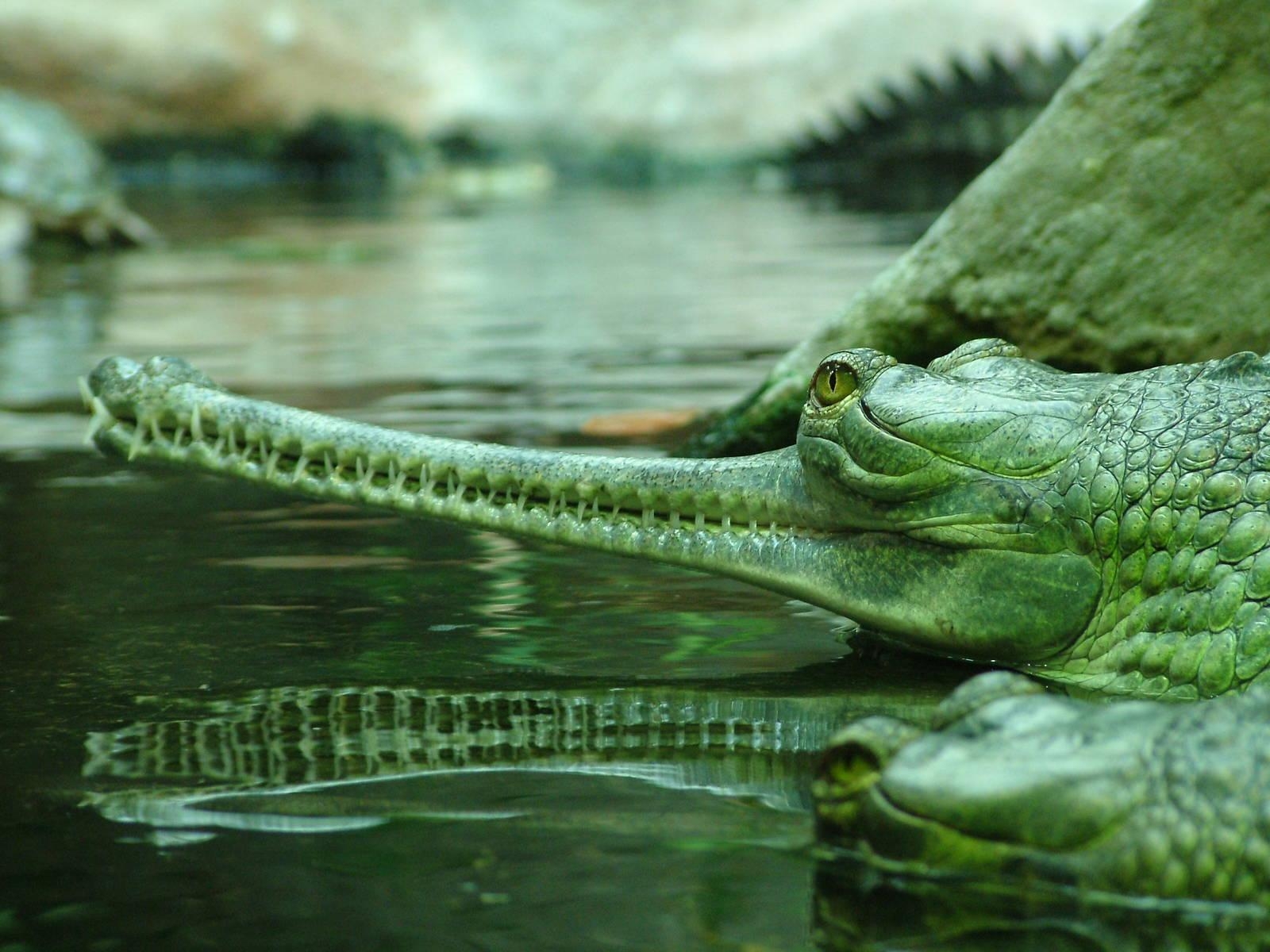 1600x1200 Indian Gharial At Prague, 24 05 10, Desktop