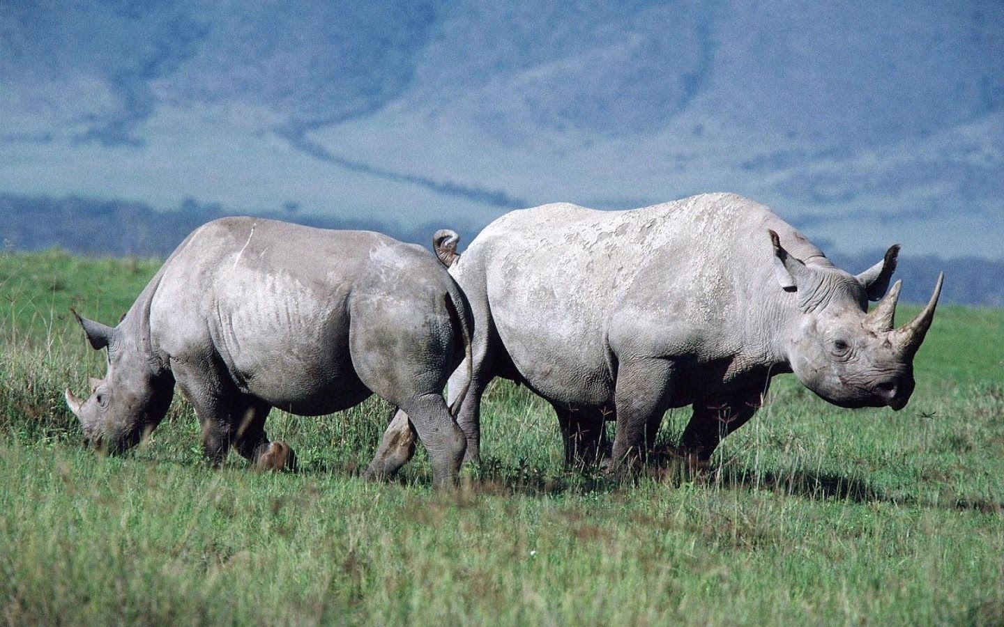 1440x900 Rhino Wallpaper Apps on Google Play, Desktop