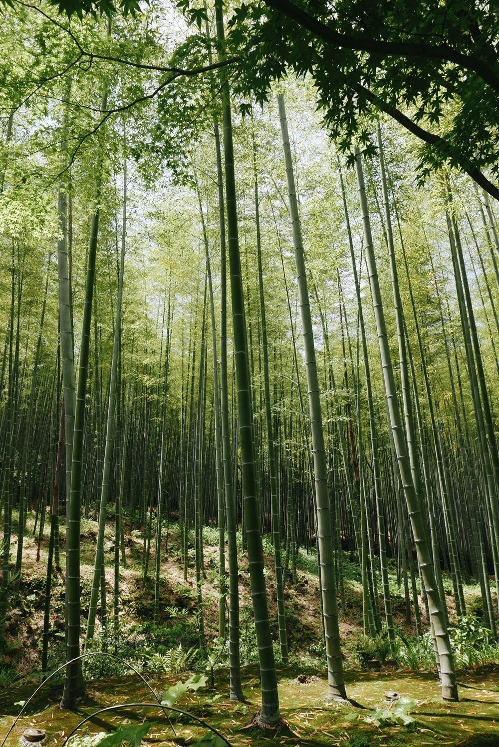 1000x1500 Arashiyama Bamboo Forest, Kyoto, Japan Picture. Download Free, Phone