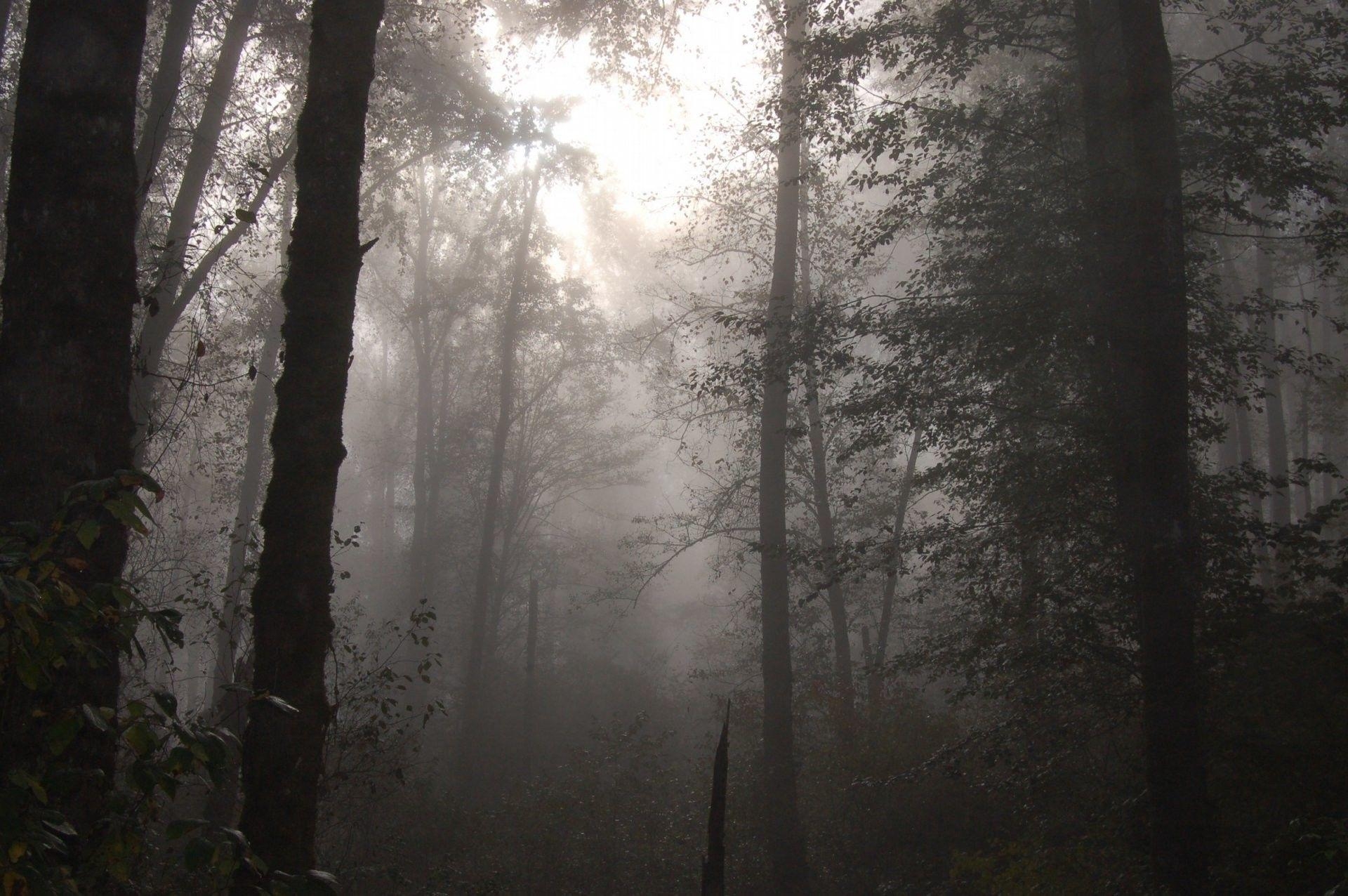 1920x1280 Foggy Forest Wallpaper, Desktop