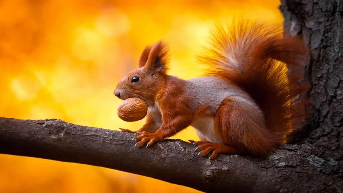 1370x770 Memes For > Funny Squirrel Wallpaper, Desktop