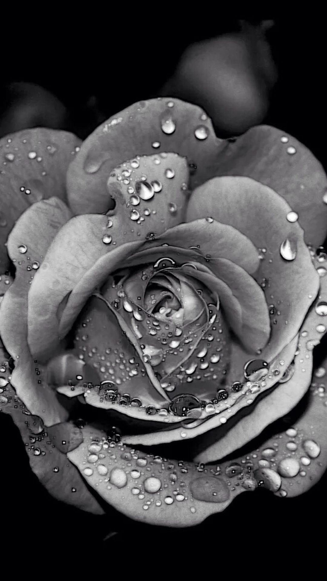 1080x1920 dongetrabi: Black And White Rose iPhone Wallpaper Image, Phone