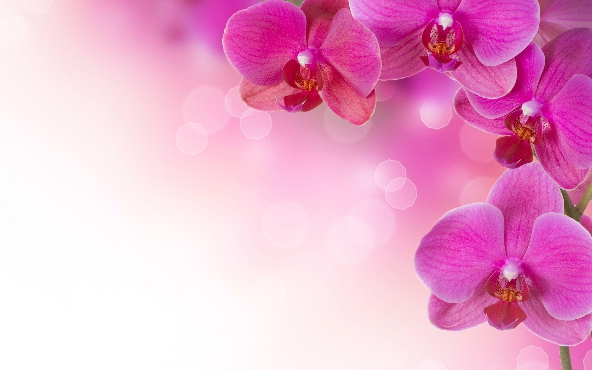 1920x1200 Abstract flowers soft pink wallpaperx1200, Desktop