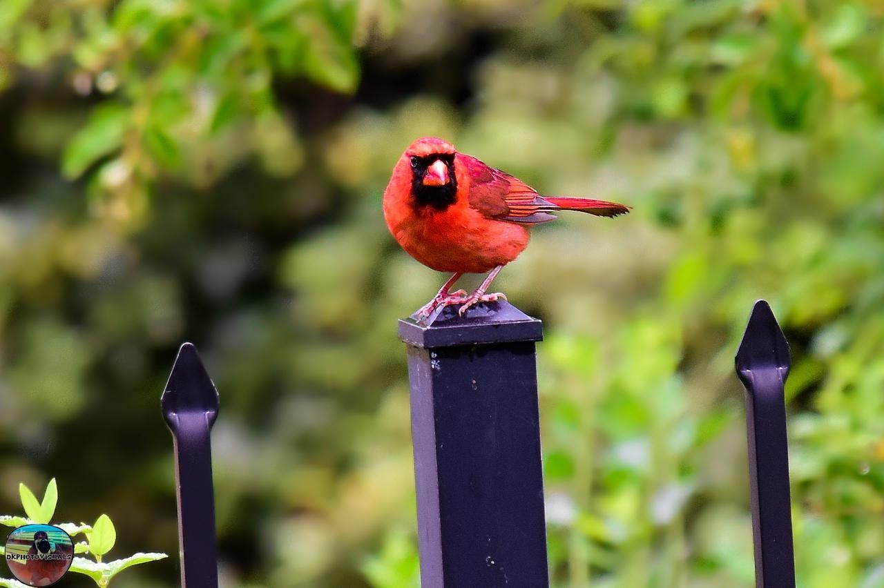 1280x860 Birding Buddies: Northern Cardinal, Desktop