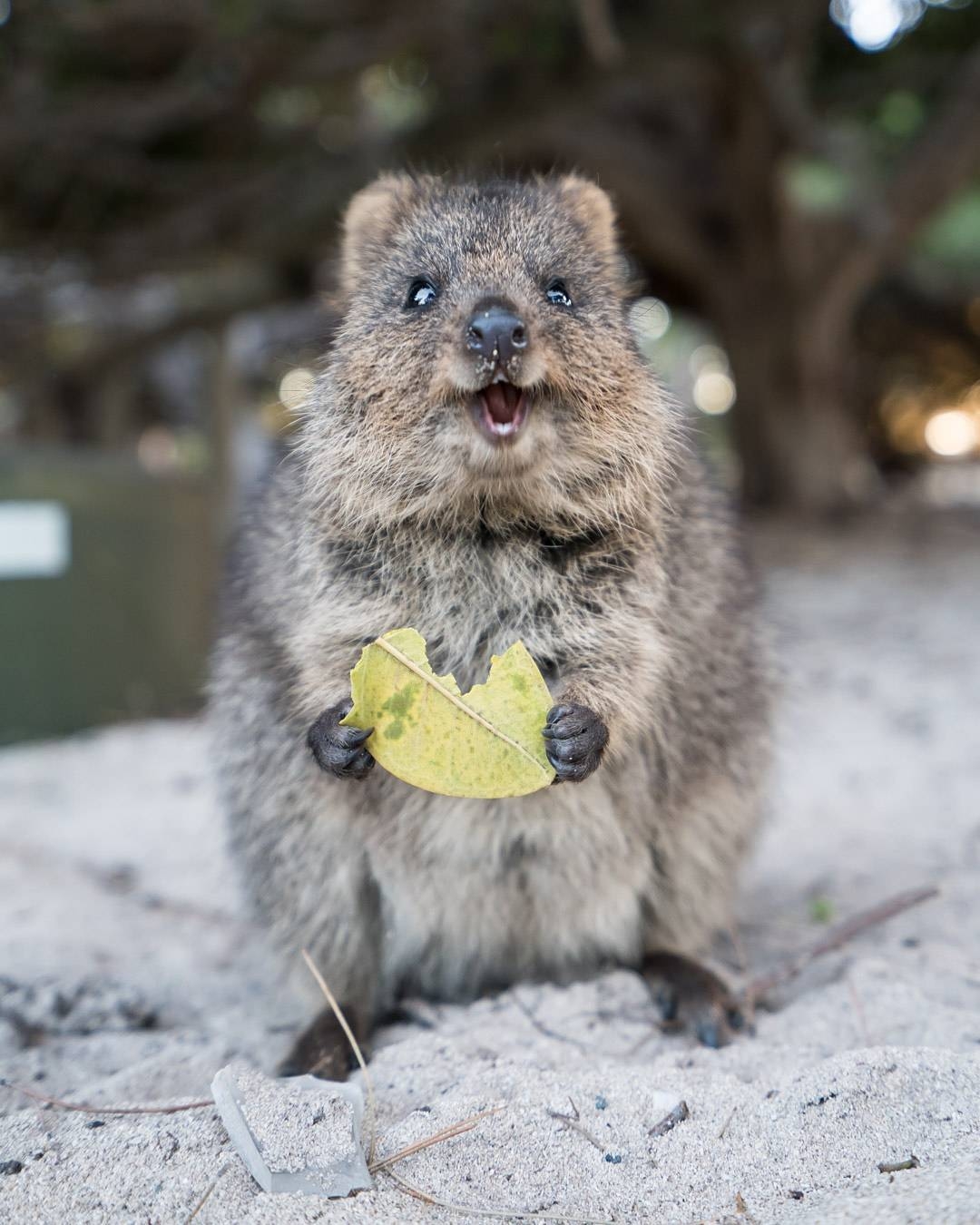 1080x1350 eatsnorexplore) on Instagram: “Introducing the Quokka. Profile, Phone