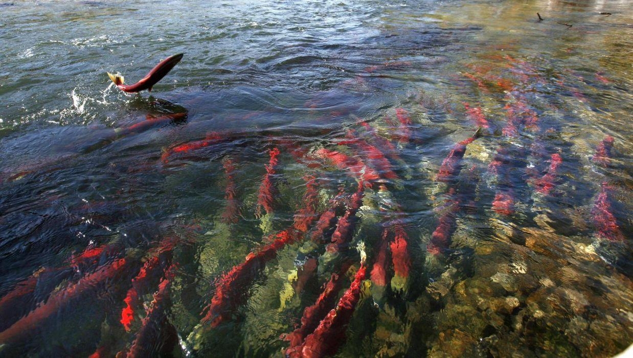 1240x700 Salmon fish river autumn g wallpaperx1086, Desktop