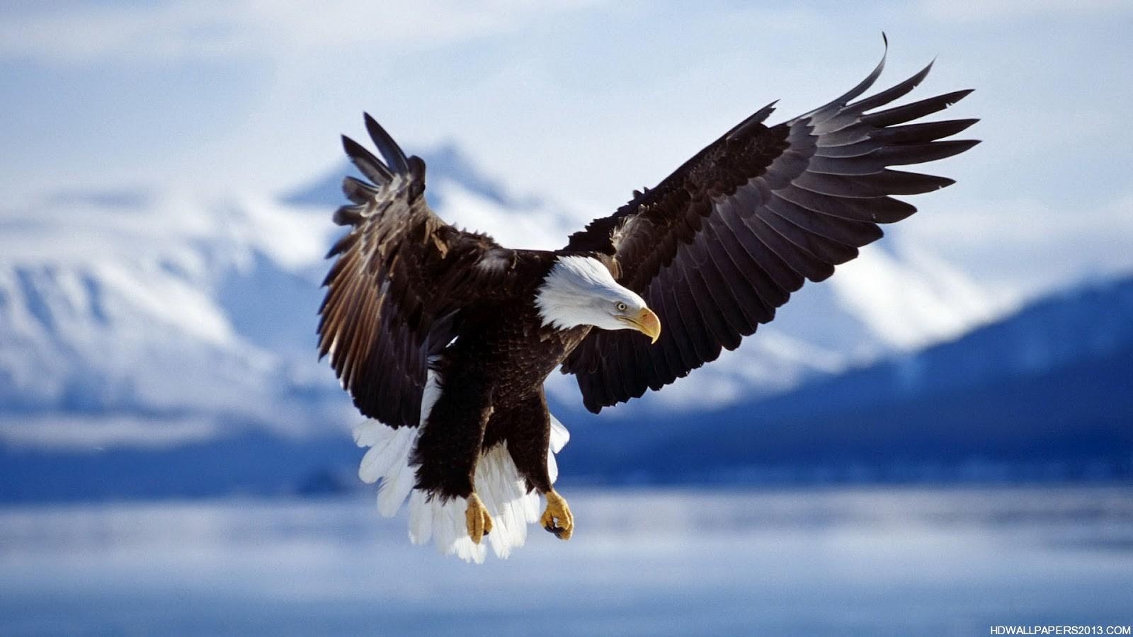 1600x900 Eagle eye picture wallpaper, Desktop