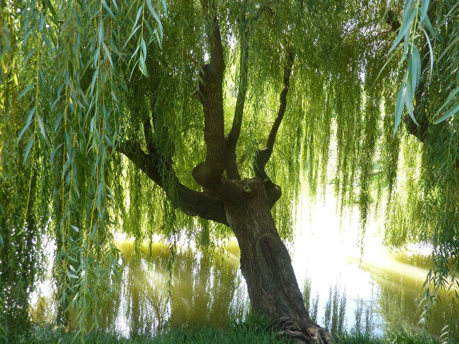 1600x1200 Weeping Willow Tree Wallpaper, Desktop