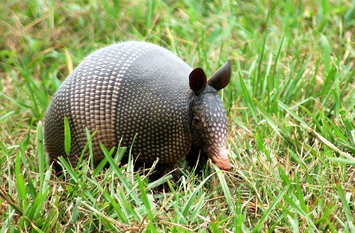 1190x780 Armadillo desktop photo HD wallpaper. Nature HD wallpaper, Desktop