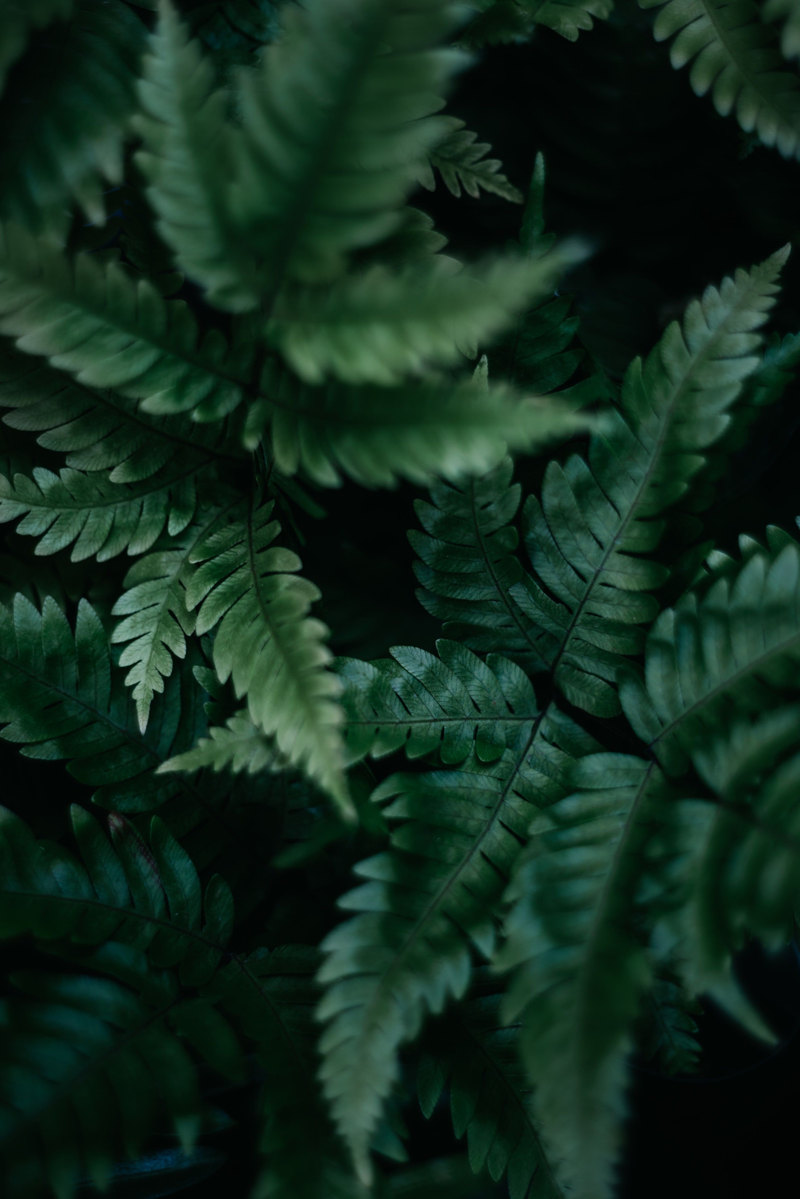 2600x3890 Ground Cover. best free green, plant, leafe, and leaf photo, Phone