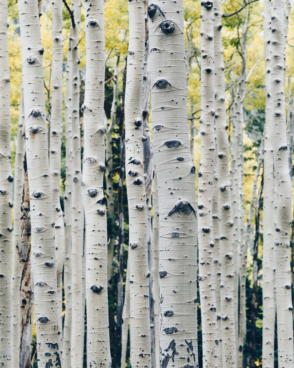 1000x1250 Birch trees in autumn. HD photo, Phone