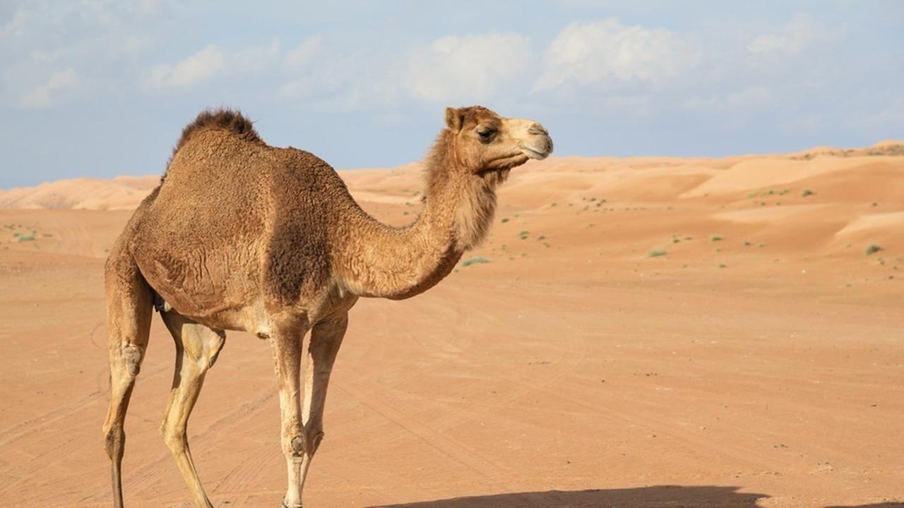 1280x720 Camel Wallpaper, Image, Photo, Picture & Pics #camel, Desktop