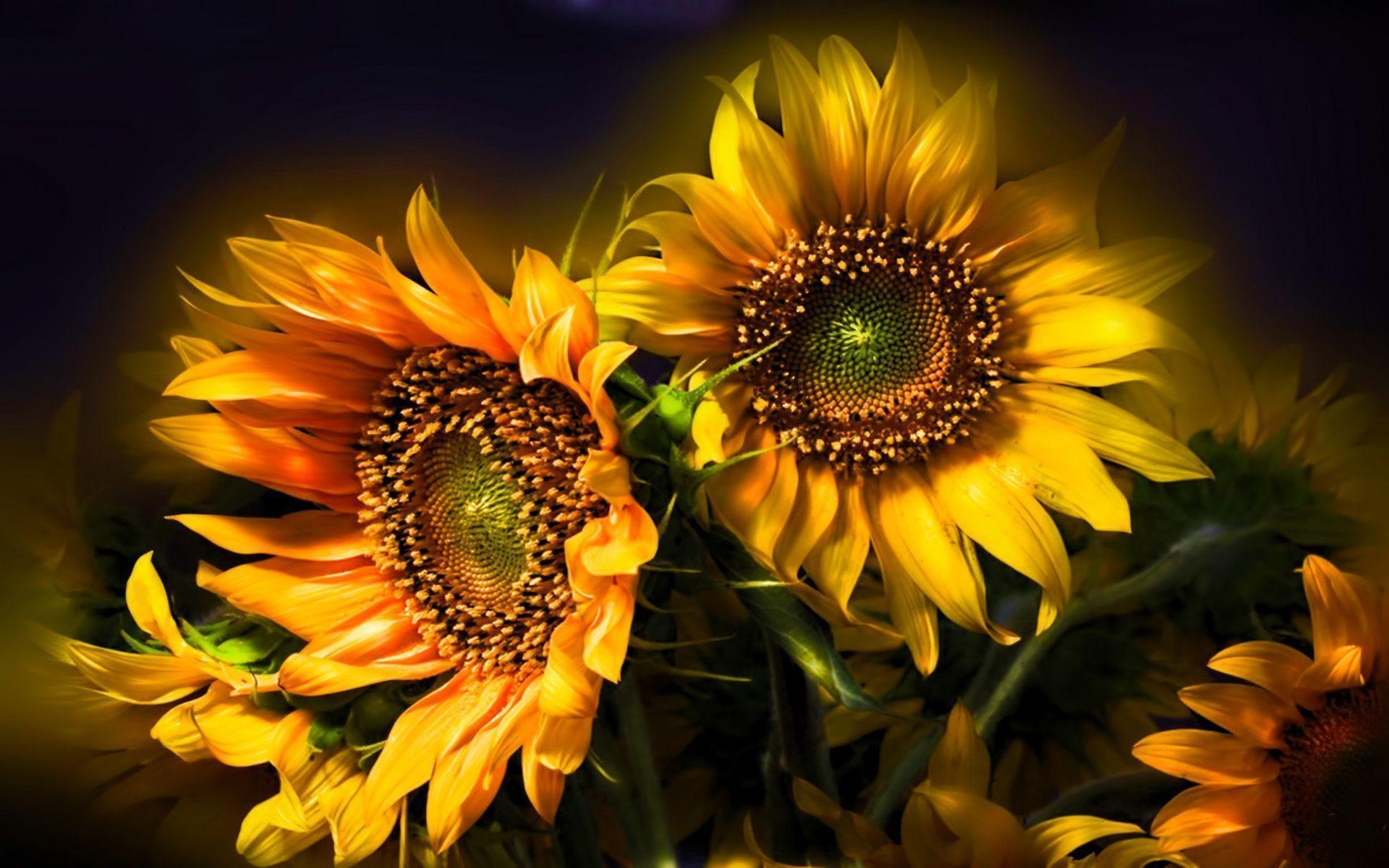 1920x1200 Sunflower Wallpaper, Desktop