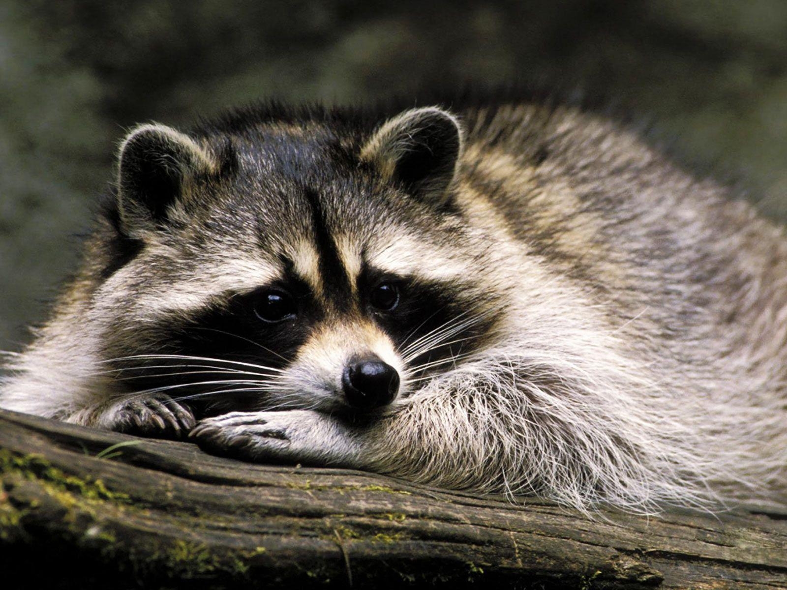 1600x1200 Raccoon HD Wallpaper, Desktop