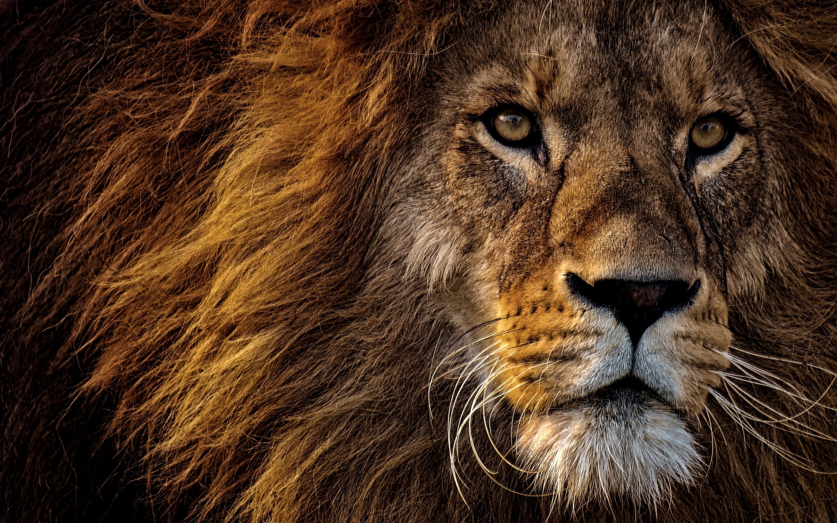 2880x1800 African Lion Wallpaper 4K, Big cat, Dangerous, Wild animal, Portrait, Animals, Desktop