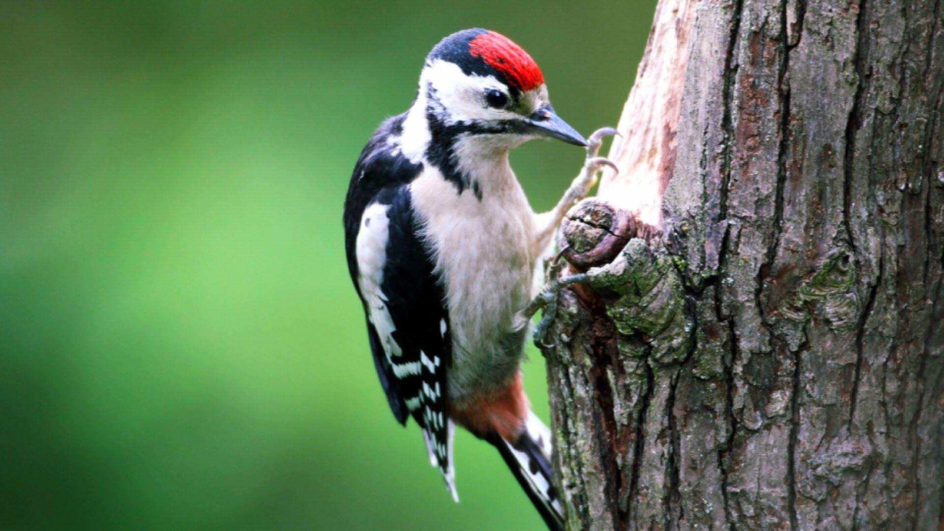 1920x1080 Wallpaper Blink of Woodpecker Wallpaper HD for Android, Desktop