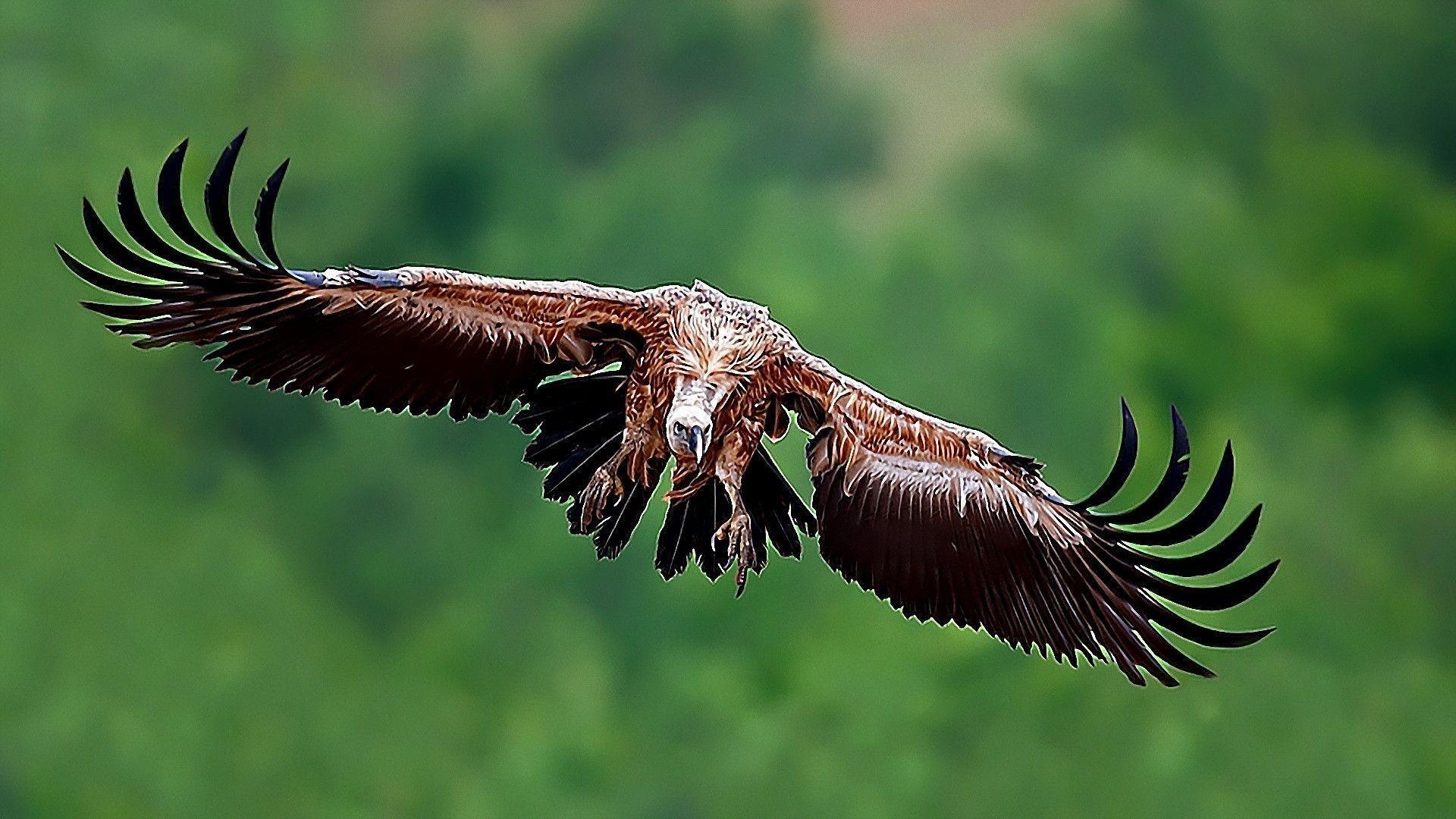 1920x1080 Download wallpaper Vulture, scope, wings free desktop wallpaper, Desktop