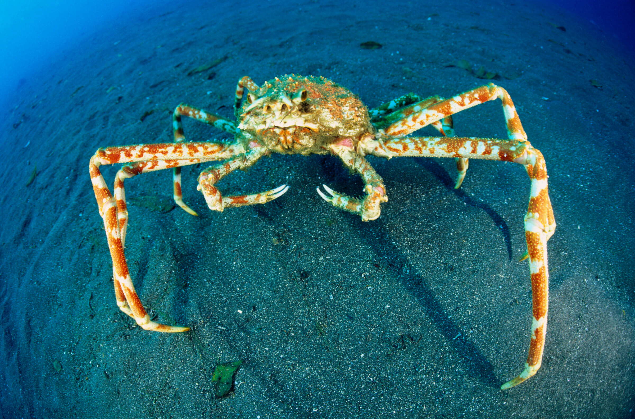 2400x1590 Japanese Spider Crab, Desktop