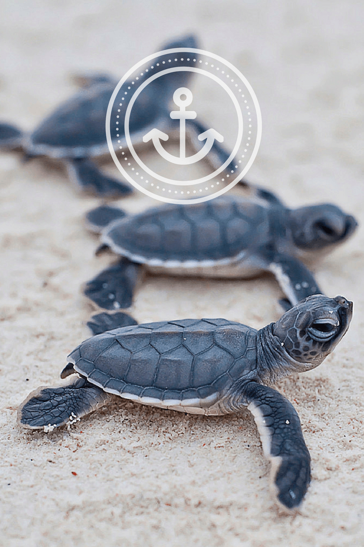 750x1130 Sea Turtle iPhone Wallpaper Free Sea Turtle iPhone, Phone