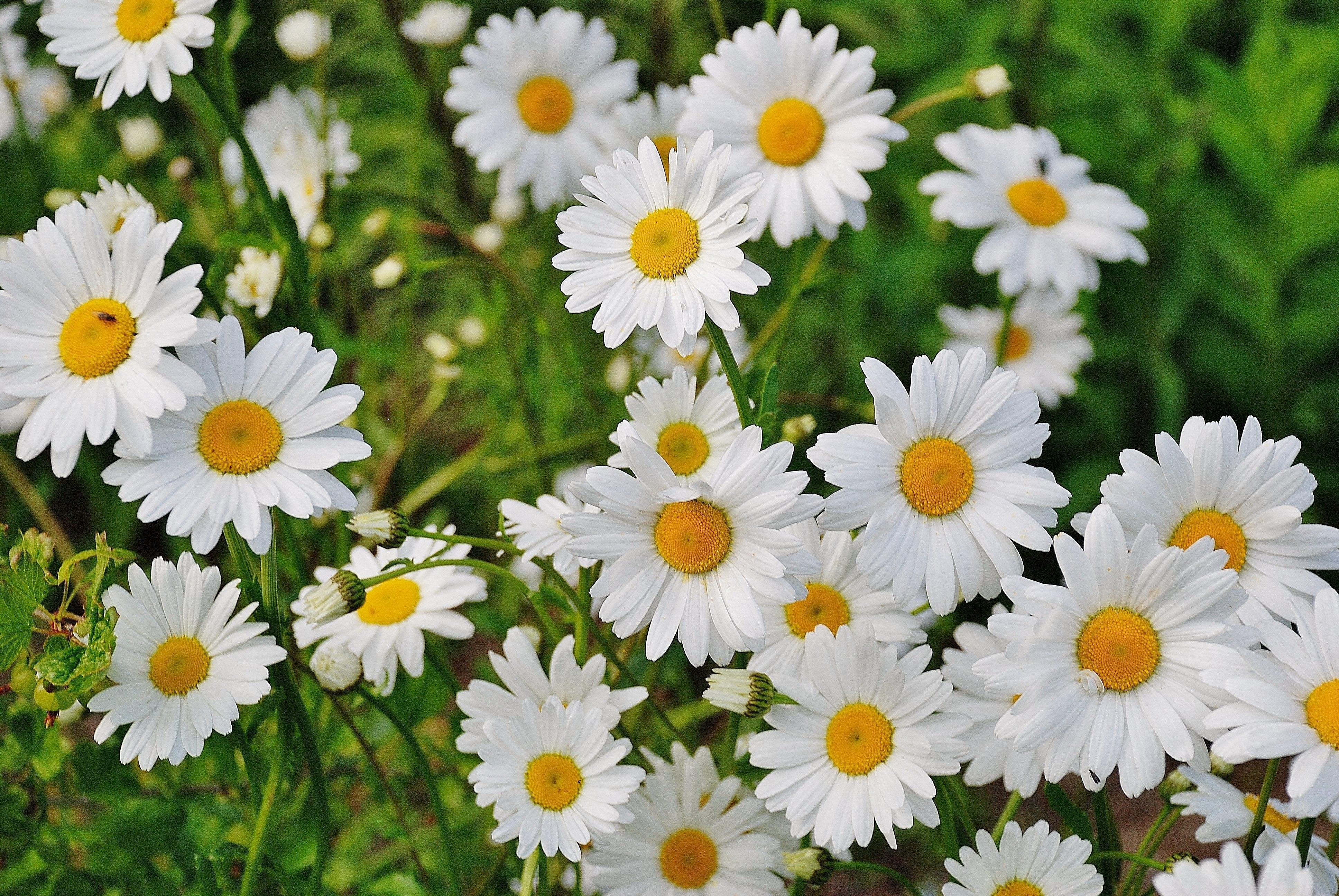 3880x2600 Daisies Photo, Download Free Daisies & HD Image, Desktop