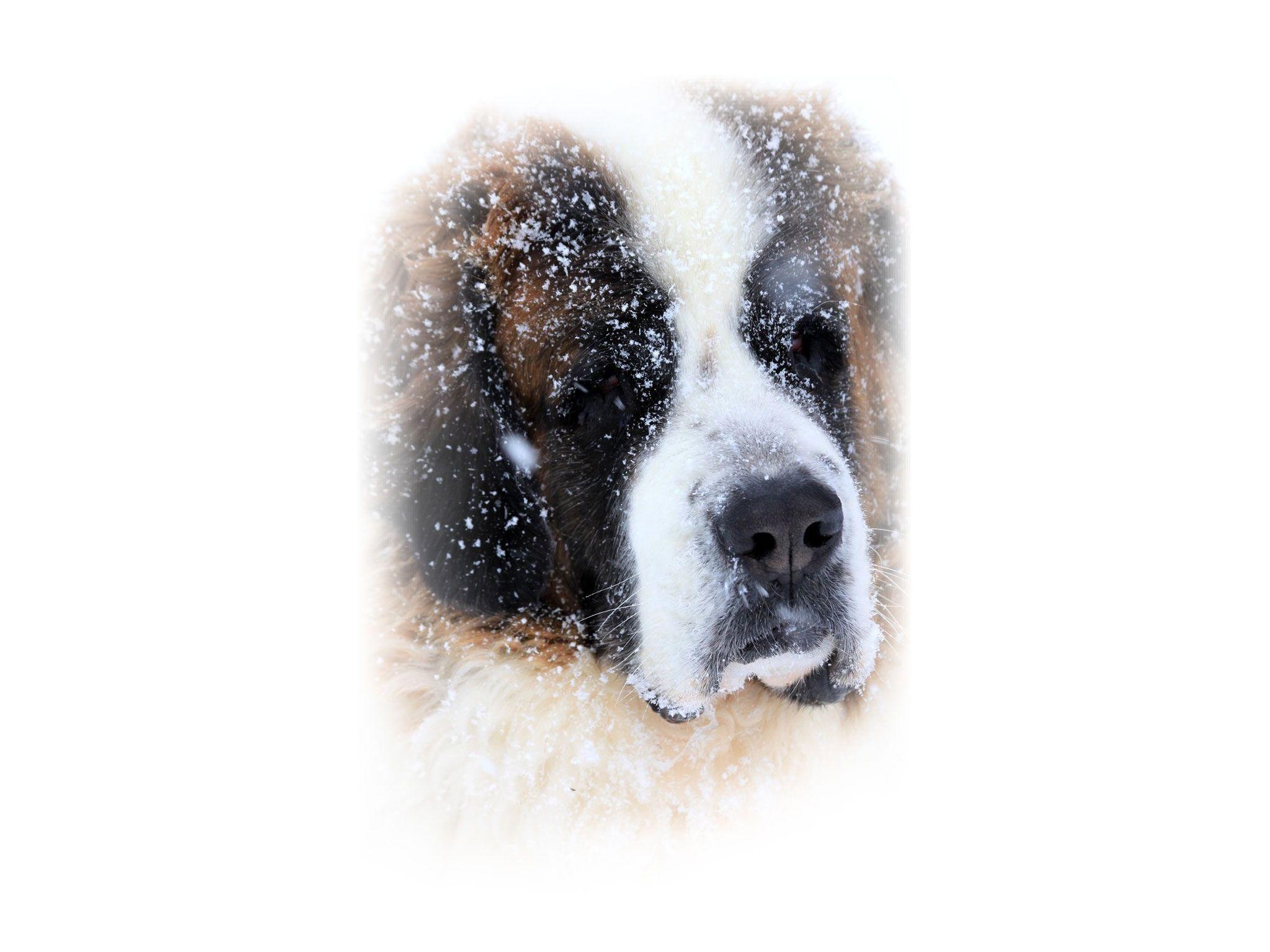 2050x1540 Saint bernard snow rescue dog wallpaper, Desktop