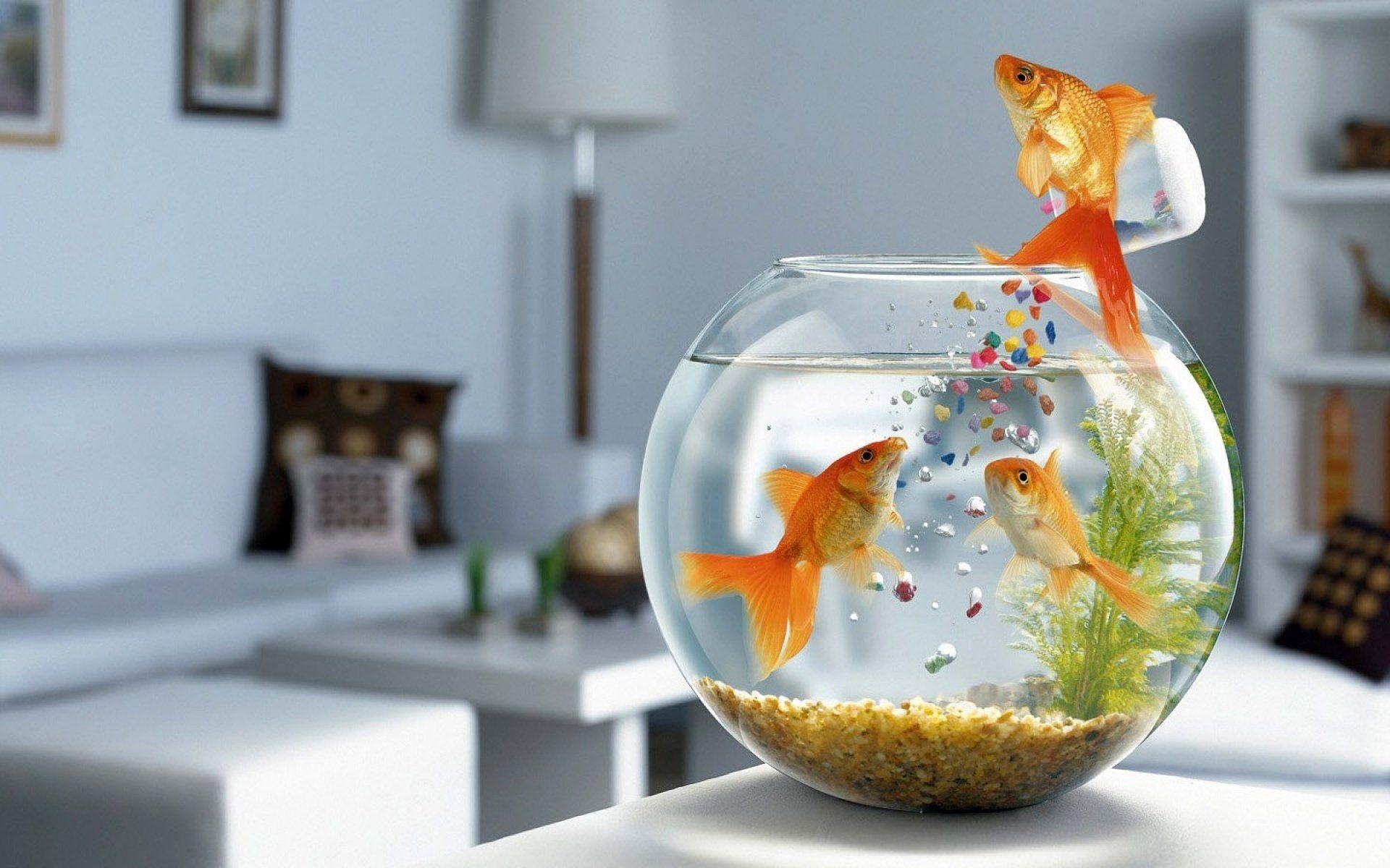 1920x1200 Goldfish getting their own food HD Wallpaper. Background Image, Desktop