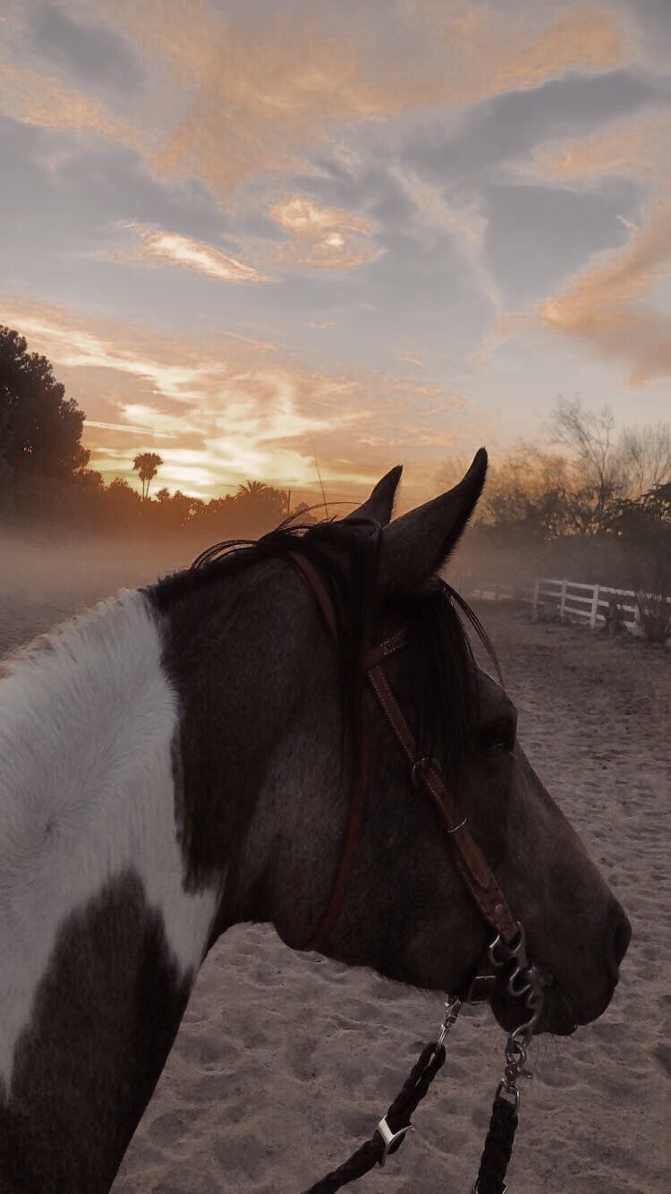 750x1340 horse #aesthetic #equine #equestrian #sunset #vsco. Clydesdale, Phone