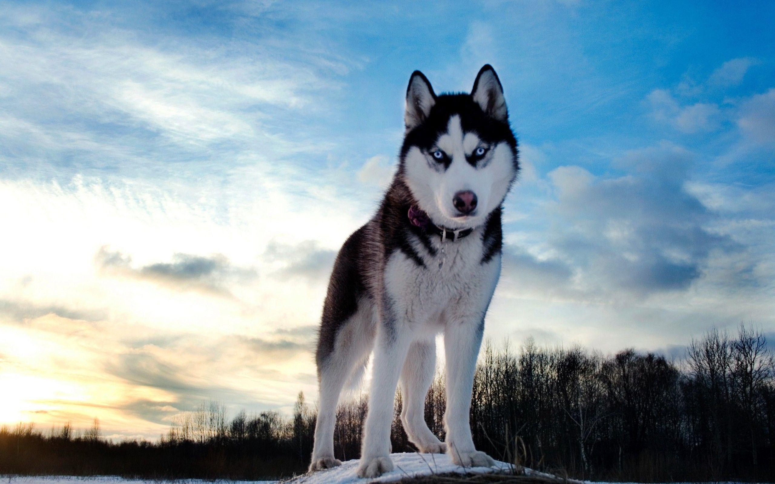 2560x1600 Husky Wallpaper Full HD, Desktop