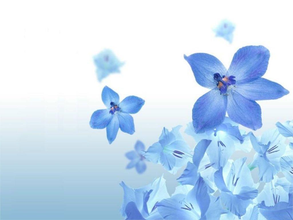 1030x770 Light Blue Flower Wallpaper Free Light Blue Flower Background, Desktop