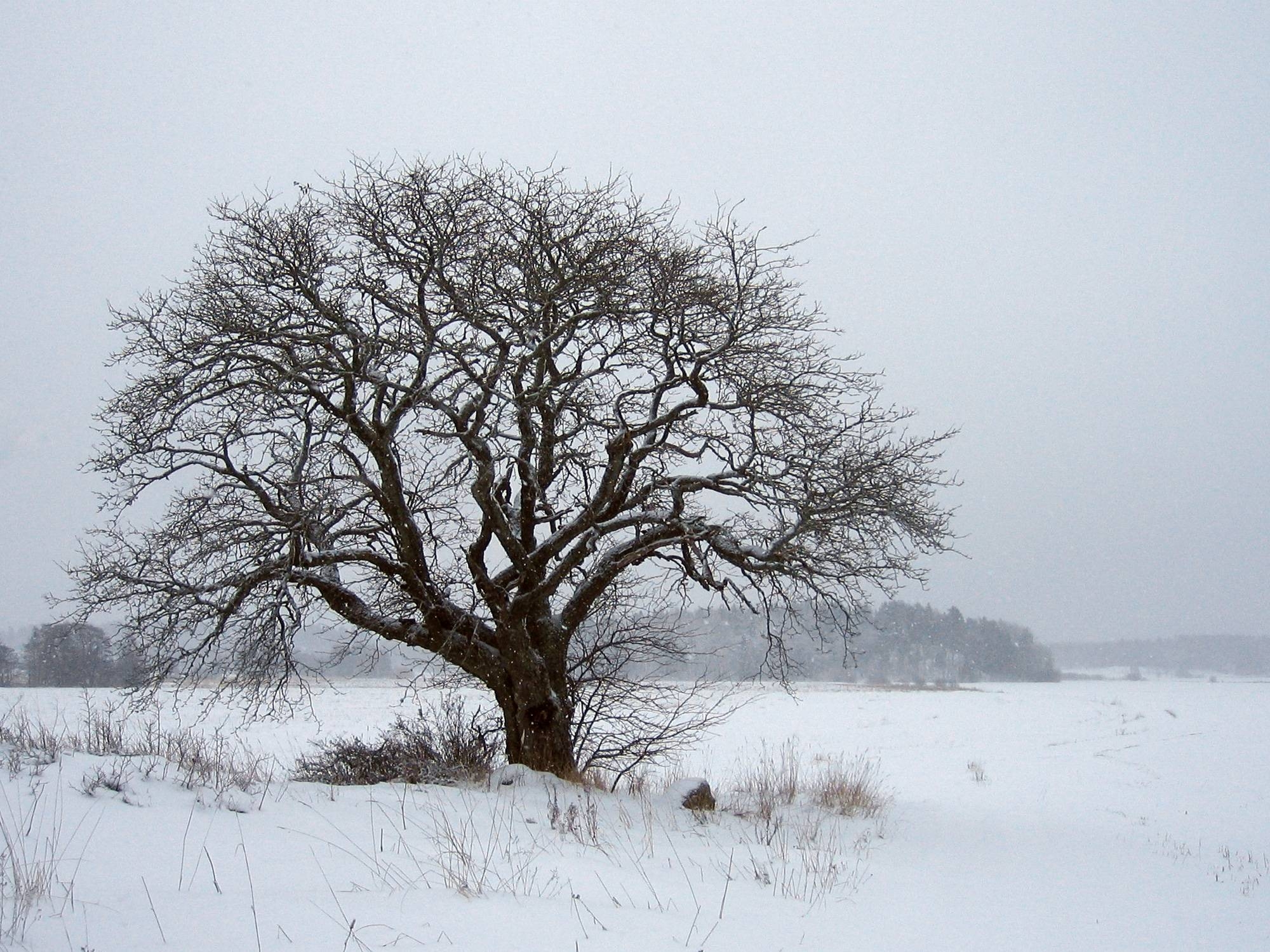 2000x1500 Tree In Winter HD Wide Wallpaper, Desktop