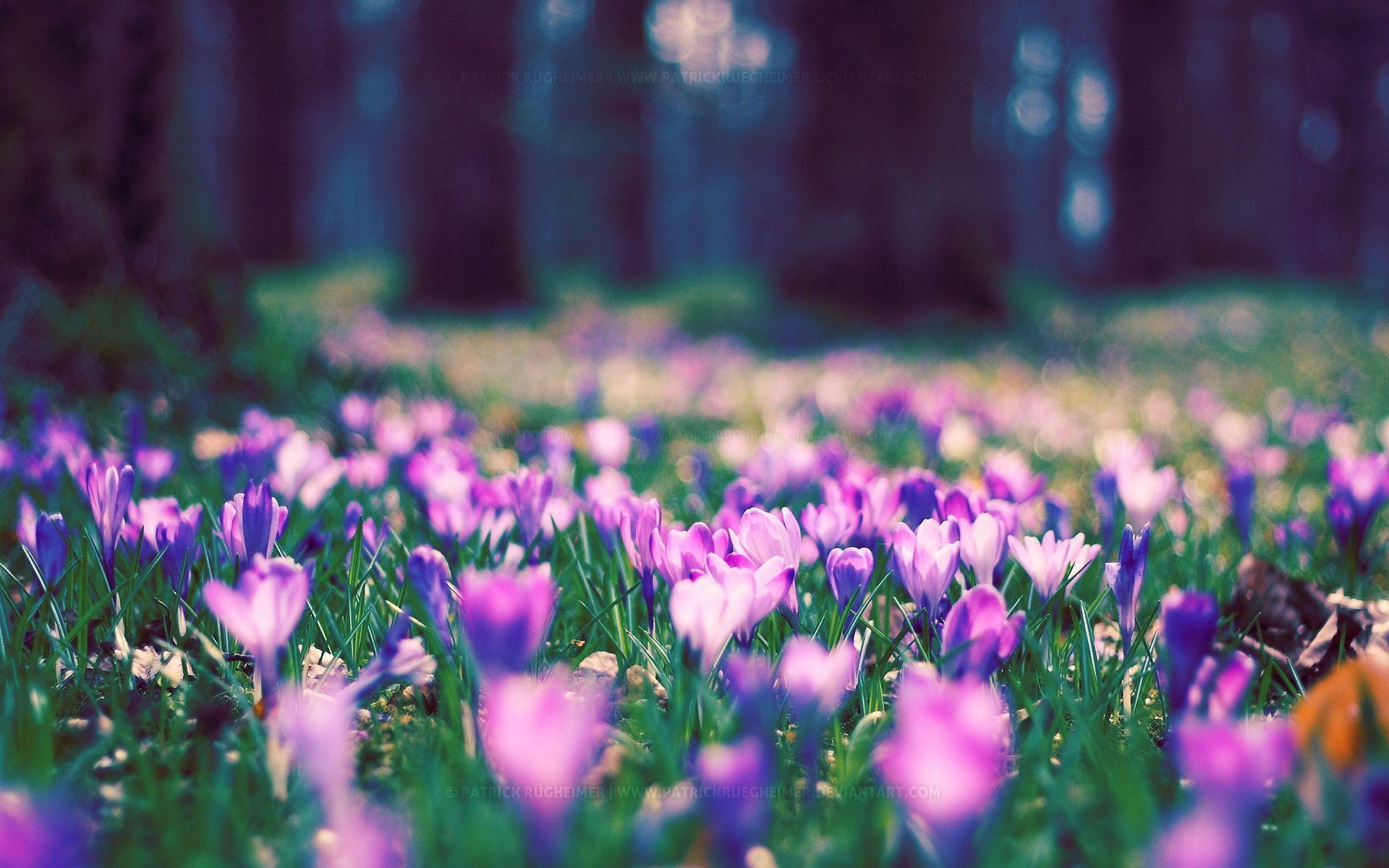 1920x1200 Spring Flowers Wallpaper Full HD, Desktop