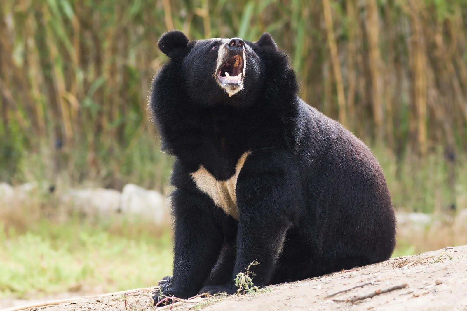 1600x1070 Asian Black Bear Wallpaper. Bear, Desktop