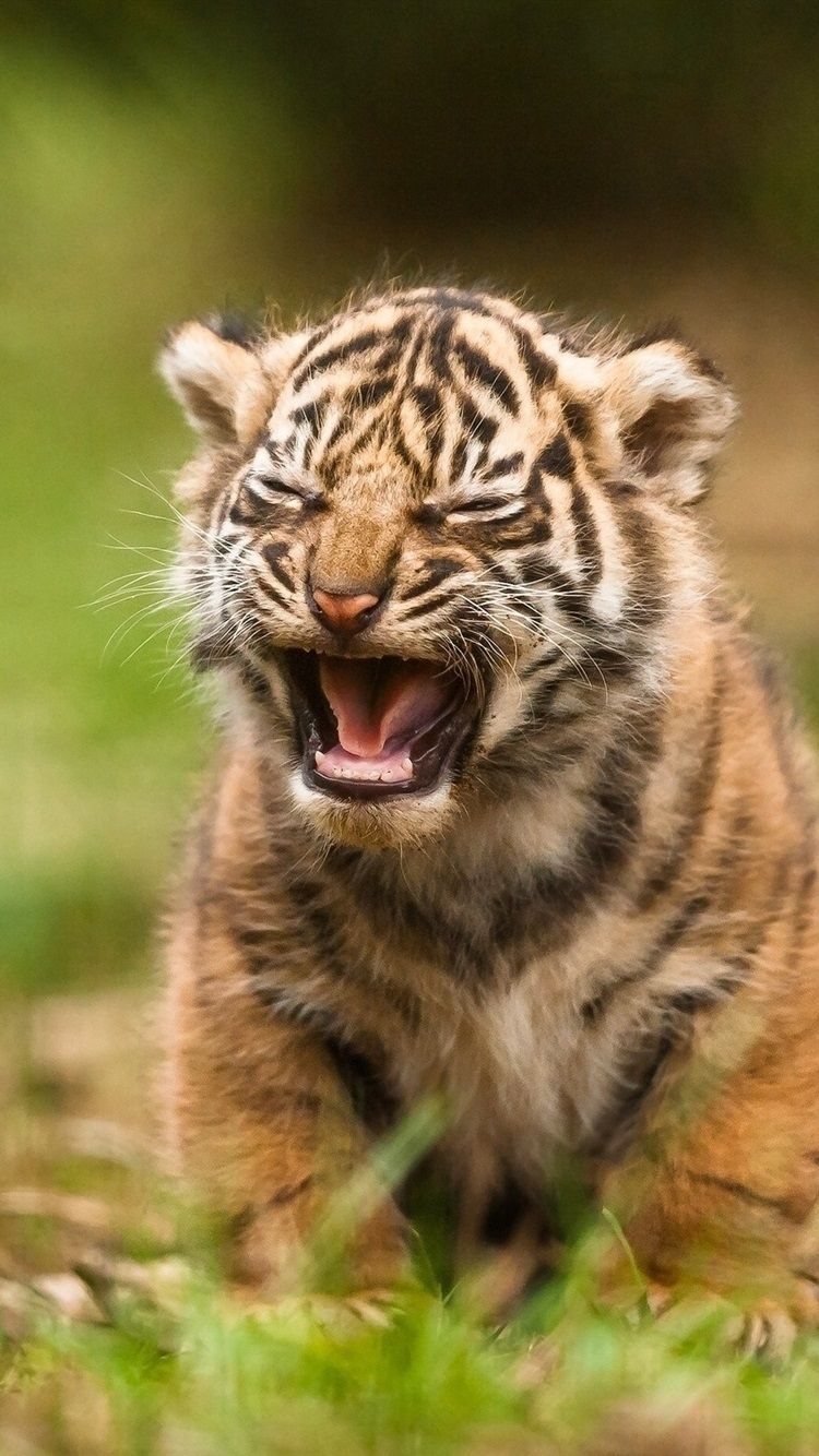 750x1340 Tiger Cub Yawn  IPhone 8 7 6 6S Wallpaper, Background, Phone