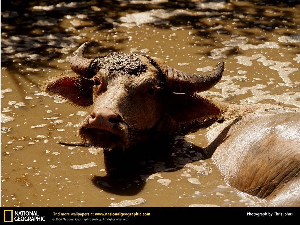 1030x770 Water Buffalo Wallpaper and Background, Desktop