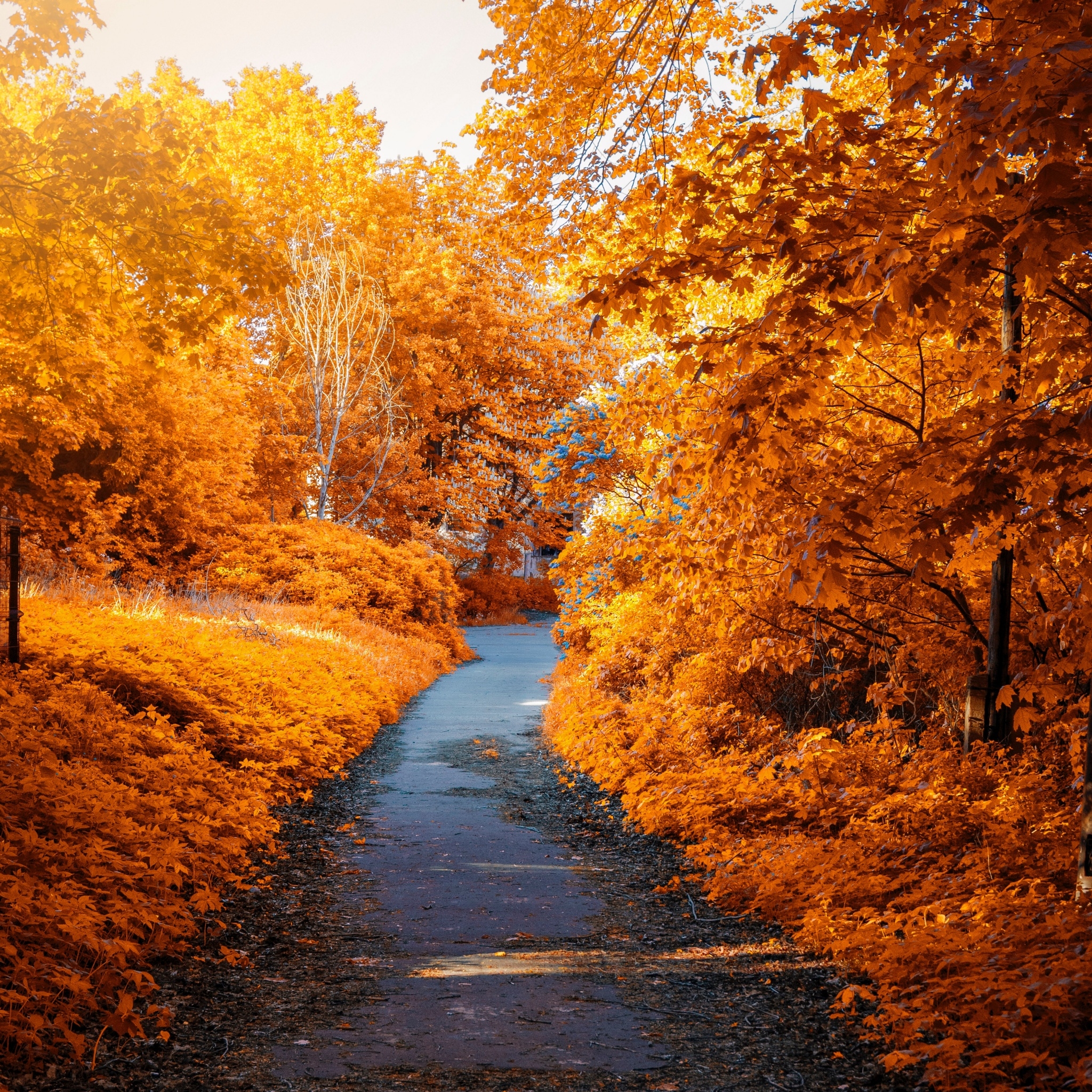 2050x2050 Maple trees Wallpaper 4K, Fall, Autumn, Path, Woods, Fall Foliage, Yellow, Nature, Phone