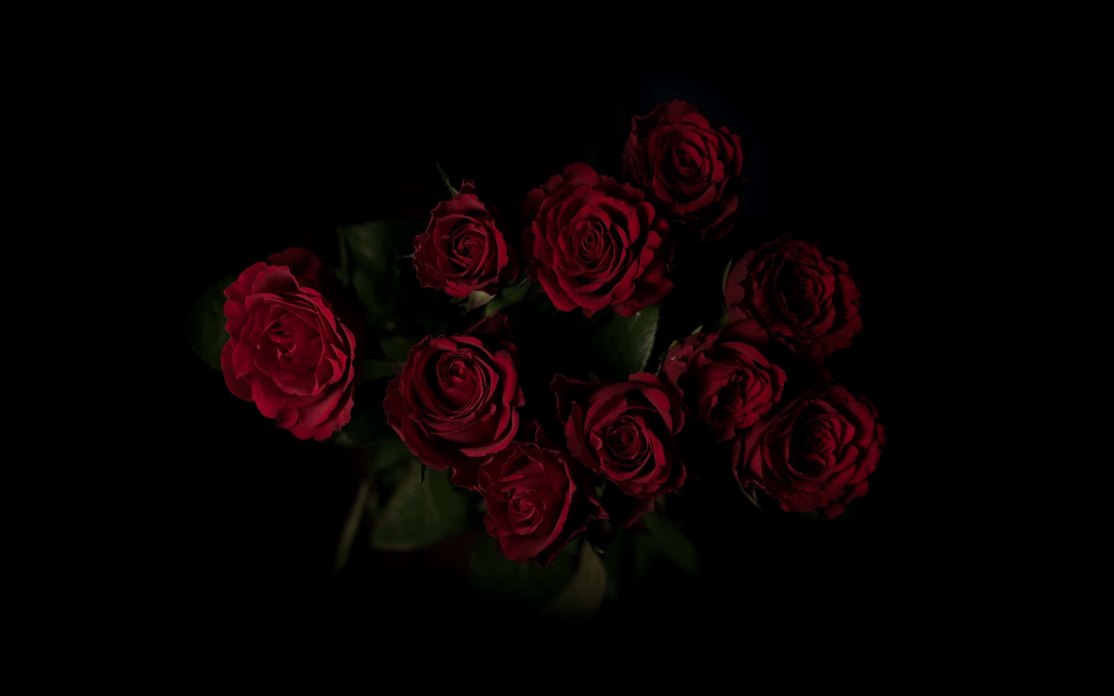 3840x2400 Black And Red Rose Wallpaper 4k, Desktop