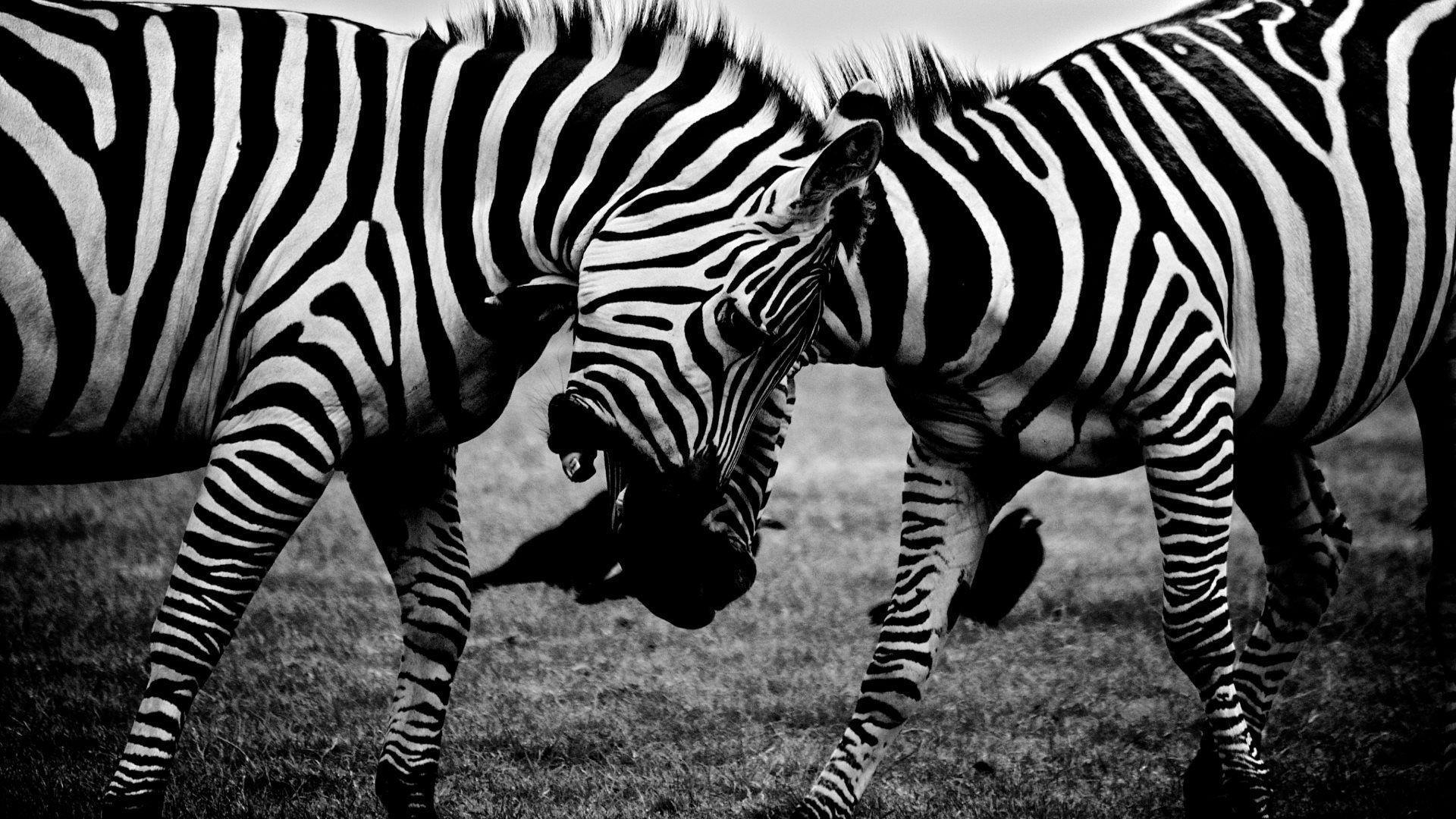 1920x1080 Fighting zebras HD desktop wallpaper, Widescreen, High, Desktop