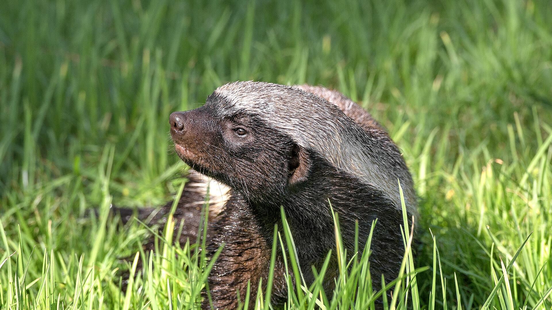 1920x1080 Honey Badger (Ratel). San Diego Zoo Animals & Plants, Desktop