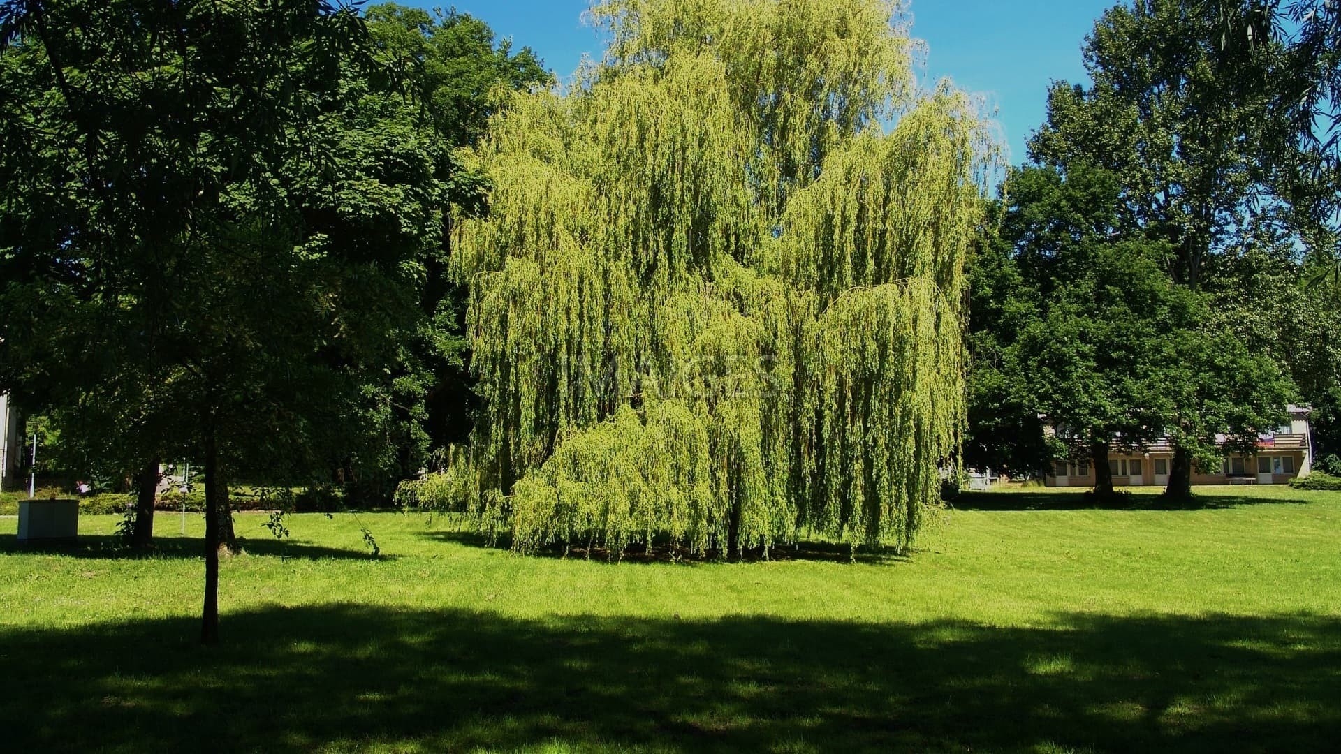 1920x1080 Data Src New Weeping Willow Wallpaper Sempreverdi A Fusto Alto, Desktop