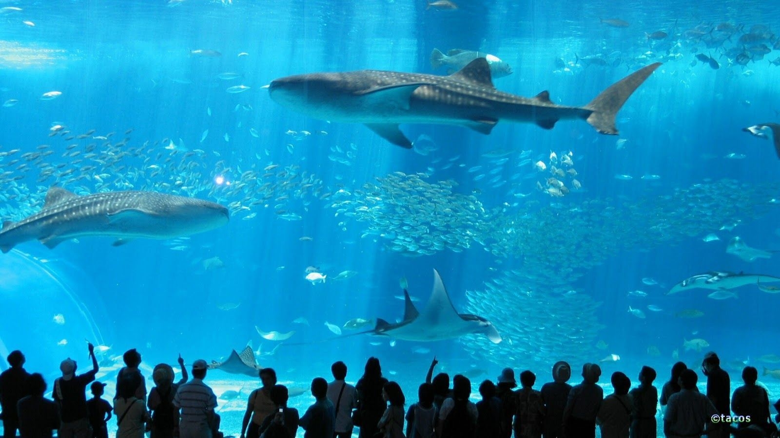 1600x900 Japanese Aquarium Wallpaper Free.wallpaperaccess.com, Desktop