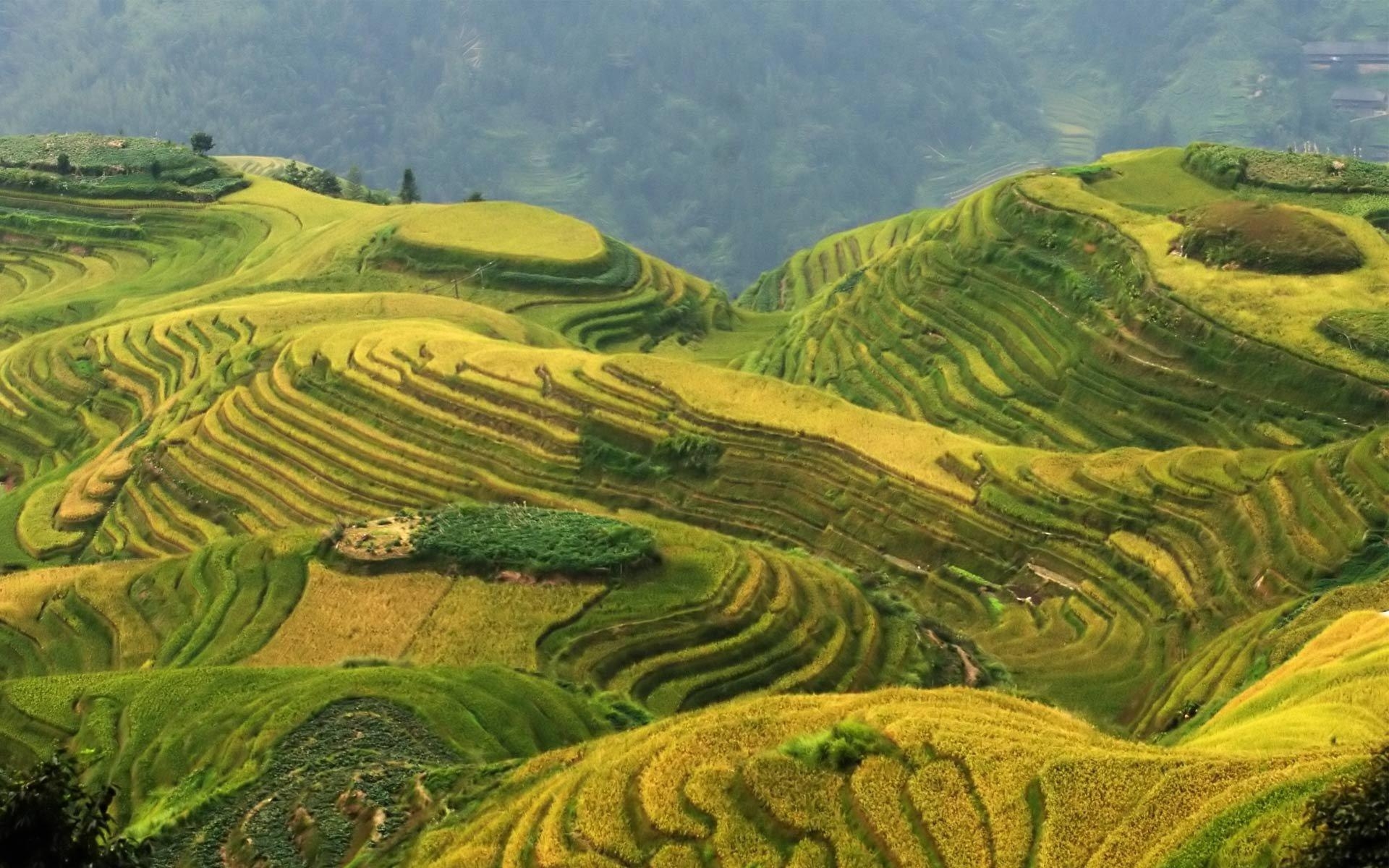 1920x1200 Rice Terrace Wallpaper and Background Image, Desktop