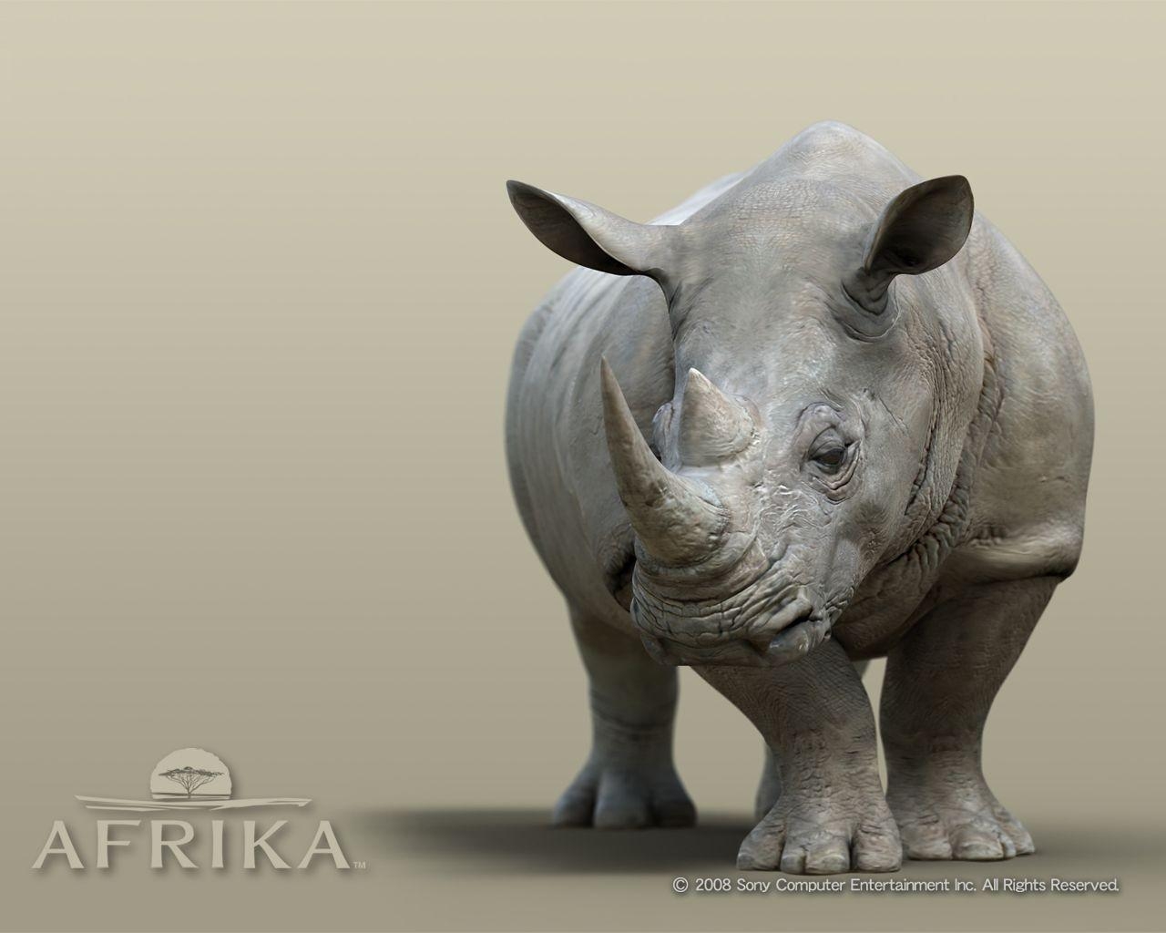 1280x1030 rhino. rhino wallpaper, animal wallpaper, wallpaper. ANIMALs, Desktop