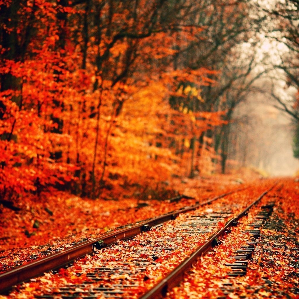 1030x1030 Autumn Phone Wallpaper, Phone