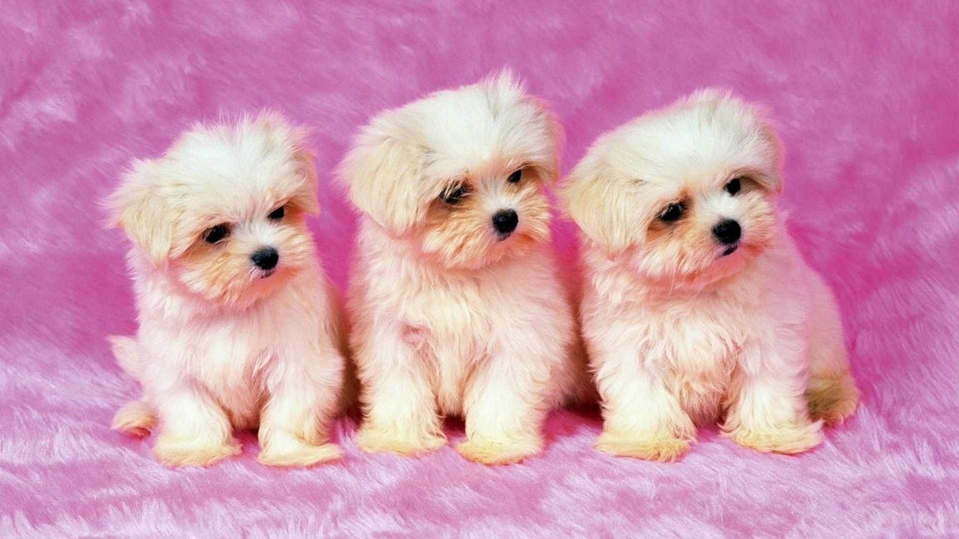 1920x1080 Puppy Wallpaper Desktop, Desktop