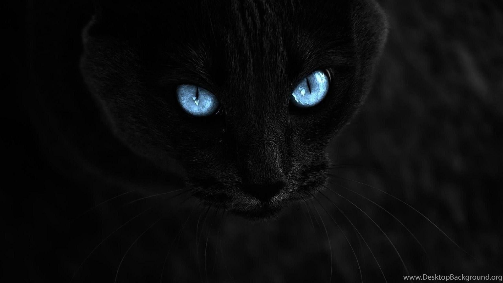 1920x1080 Cat, Selective Coloring, Animals, Blue Eyes, Black Cats Wallpaper, Desktop