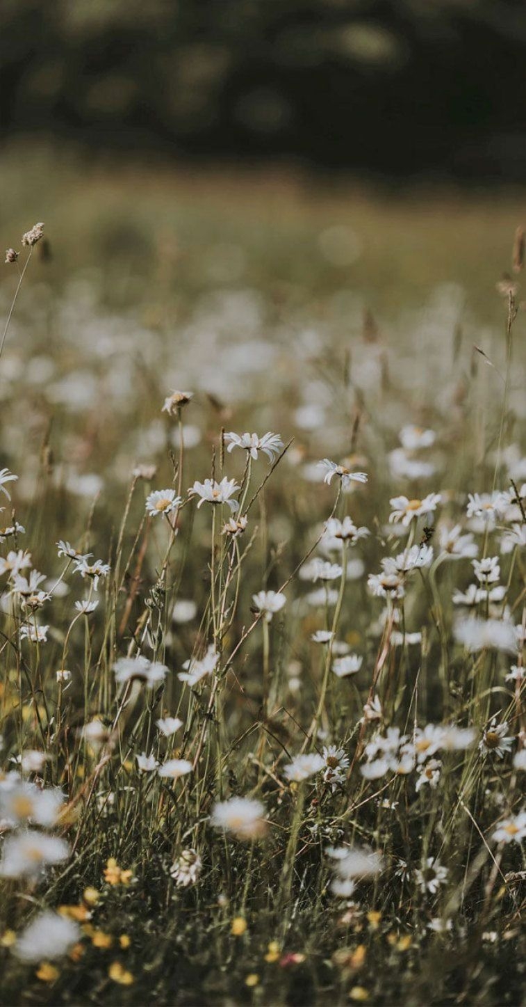 760x1450 Daisy field iPhone wallpaper, flower iphone background, Phone