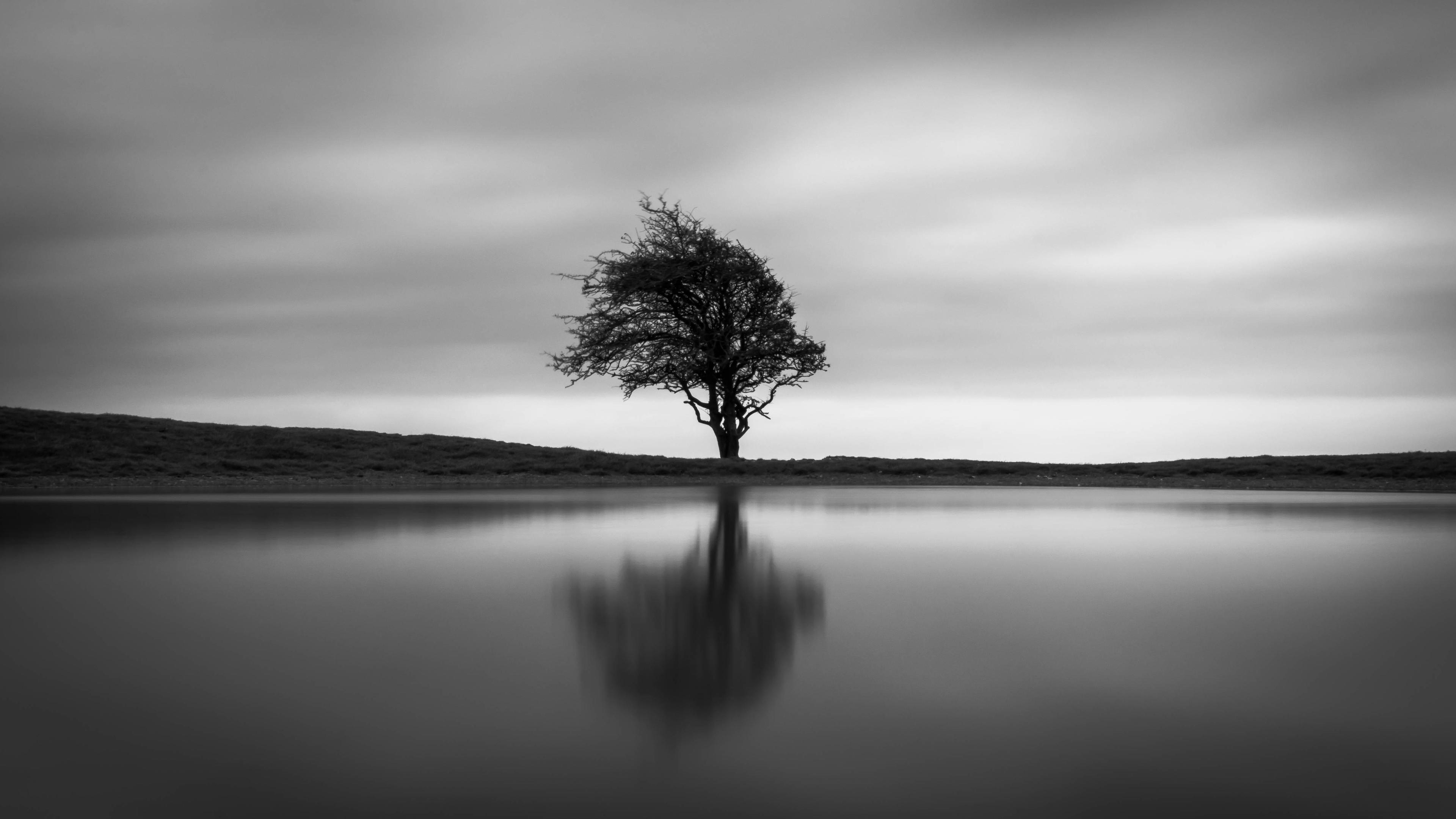 3840x2160 Wallpaper 4k Solo Tree 4k Wallpaper, Black And White Wallpaper, Desktop