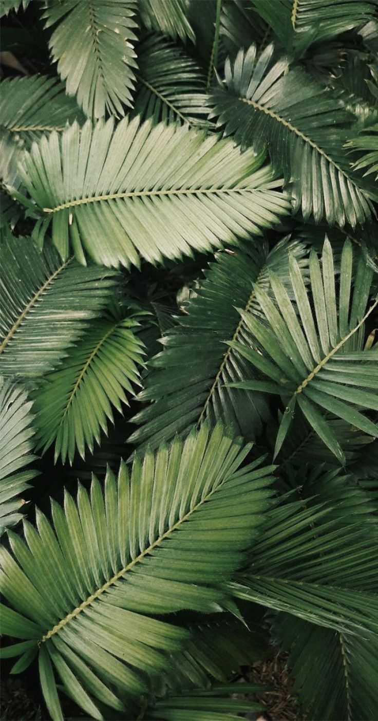 740x1410 Looking for beautiful iPhone X wallpaper that have a calming affect, then check out these tropical leaves,. Plant aesthetic, Leaf photography, Plant photography, Phone