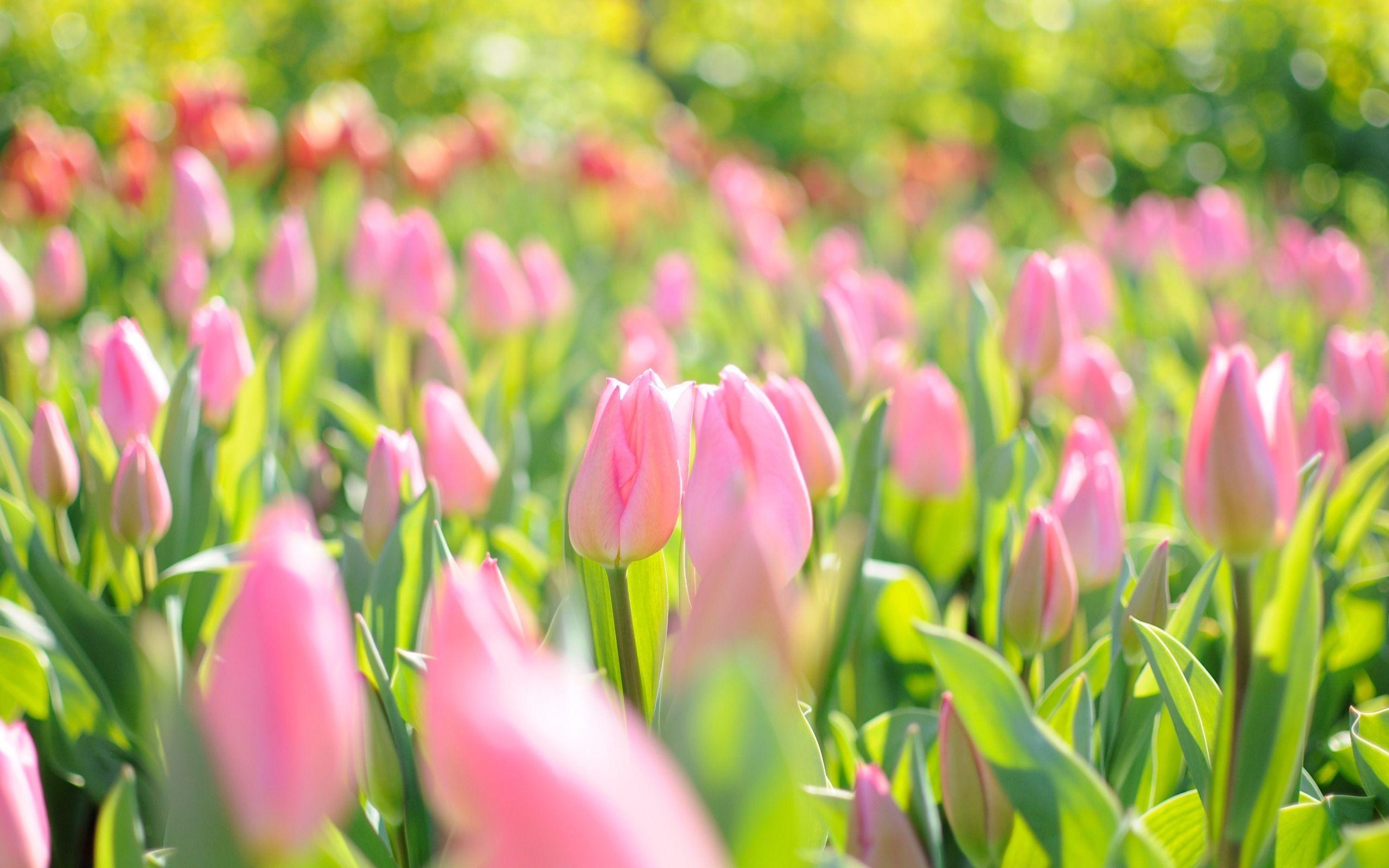 2560x1600 Purple And Pink Tulips Wallpaper, Desktop